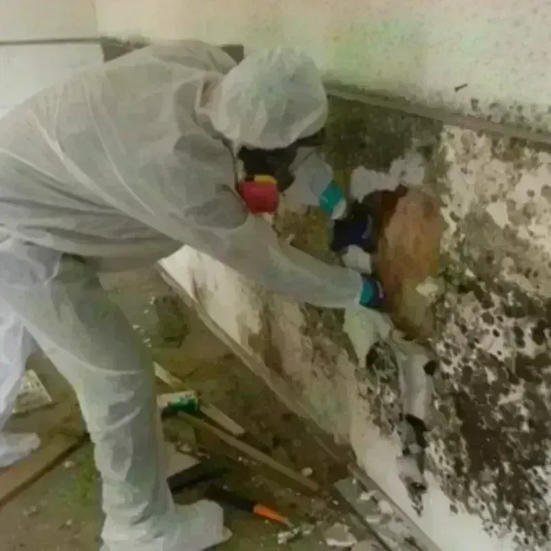 Mold Remediation and Removal in Laurel Hill, NC